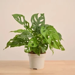 Broken Heart Plant