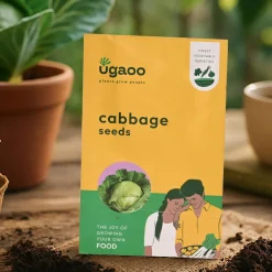 Cabbage Seeds
