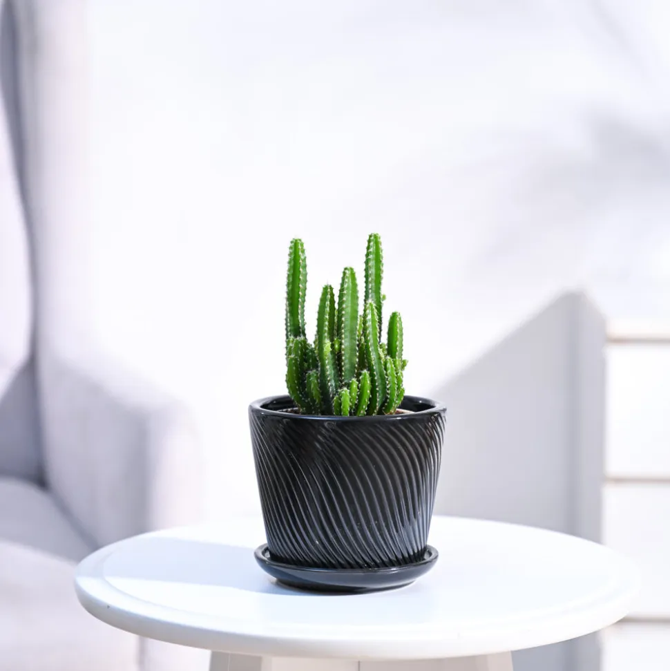 Cactus Plant - Elongated