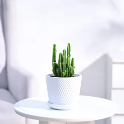 Cactus Plant - Elongated