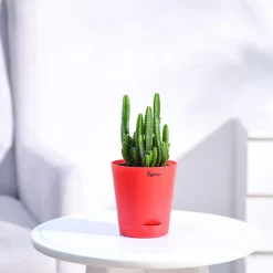Cactus Plant - Elongated