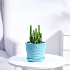 Cactus Plant - Elongated