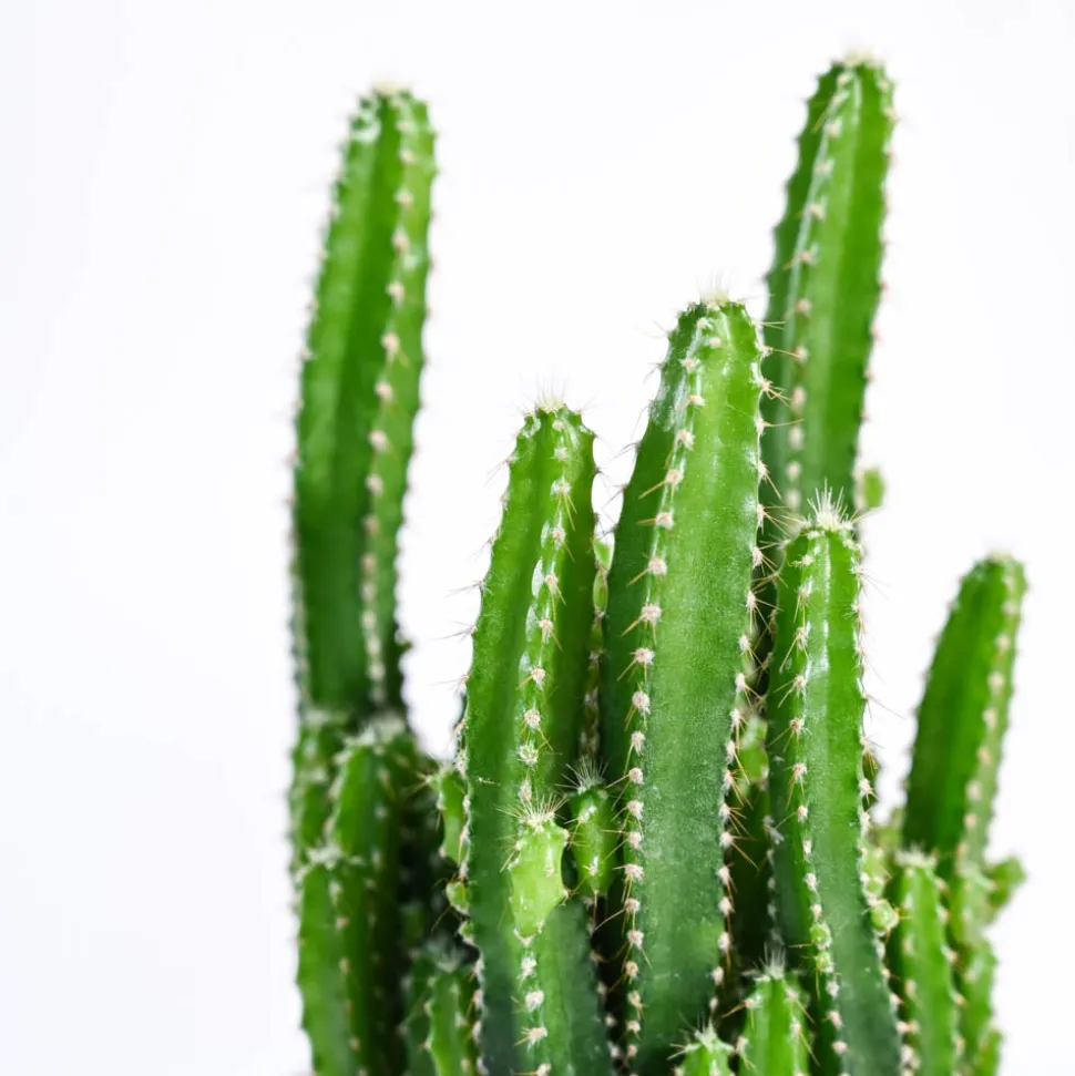 Cactus Plant - Elongated
