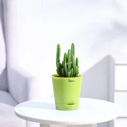 Cactus Plant - Elongated