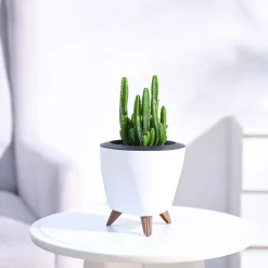 Cactus Plant - Elongated