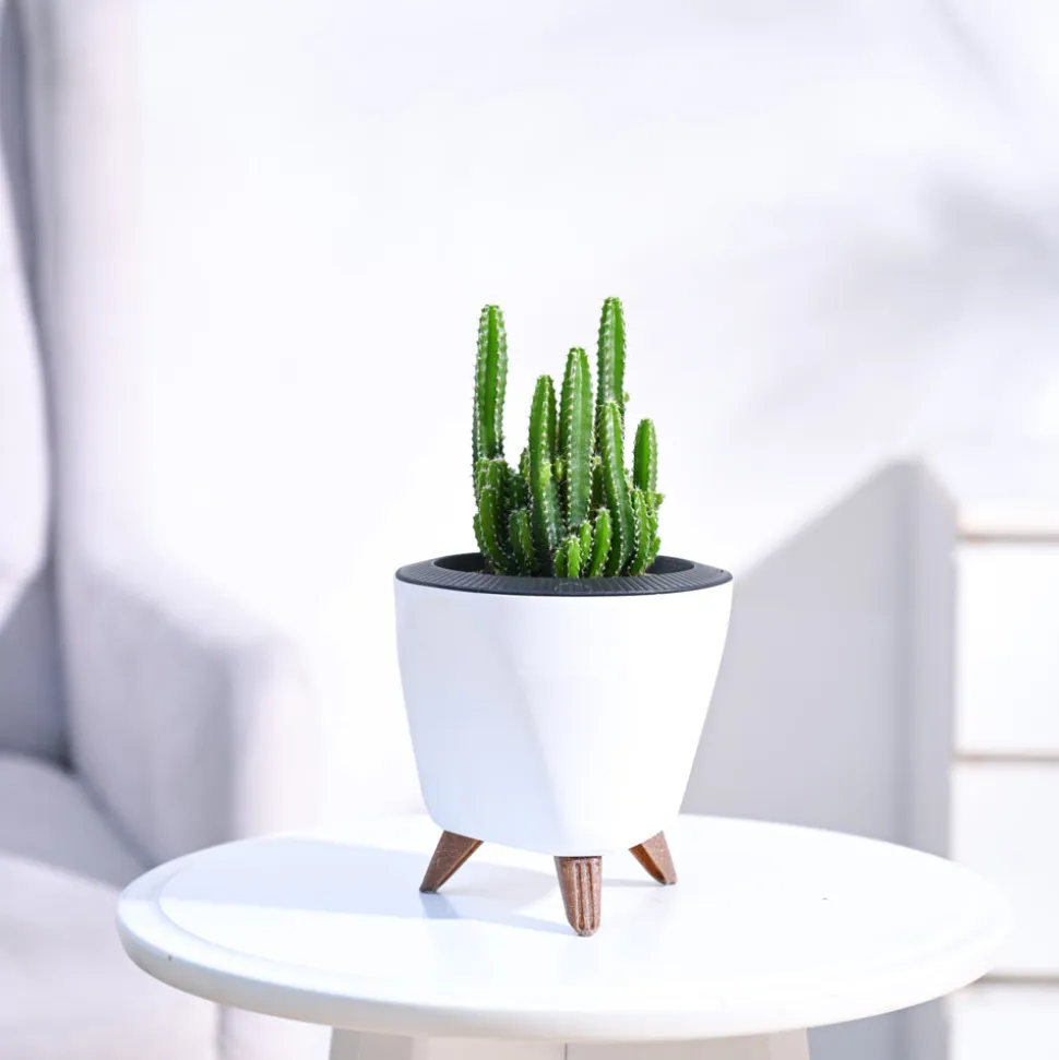 Cactus Plant - Elongated