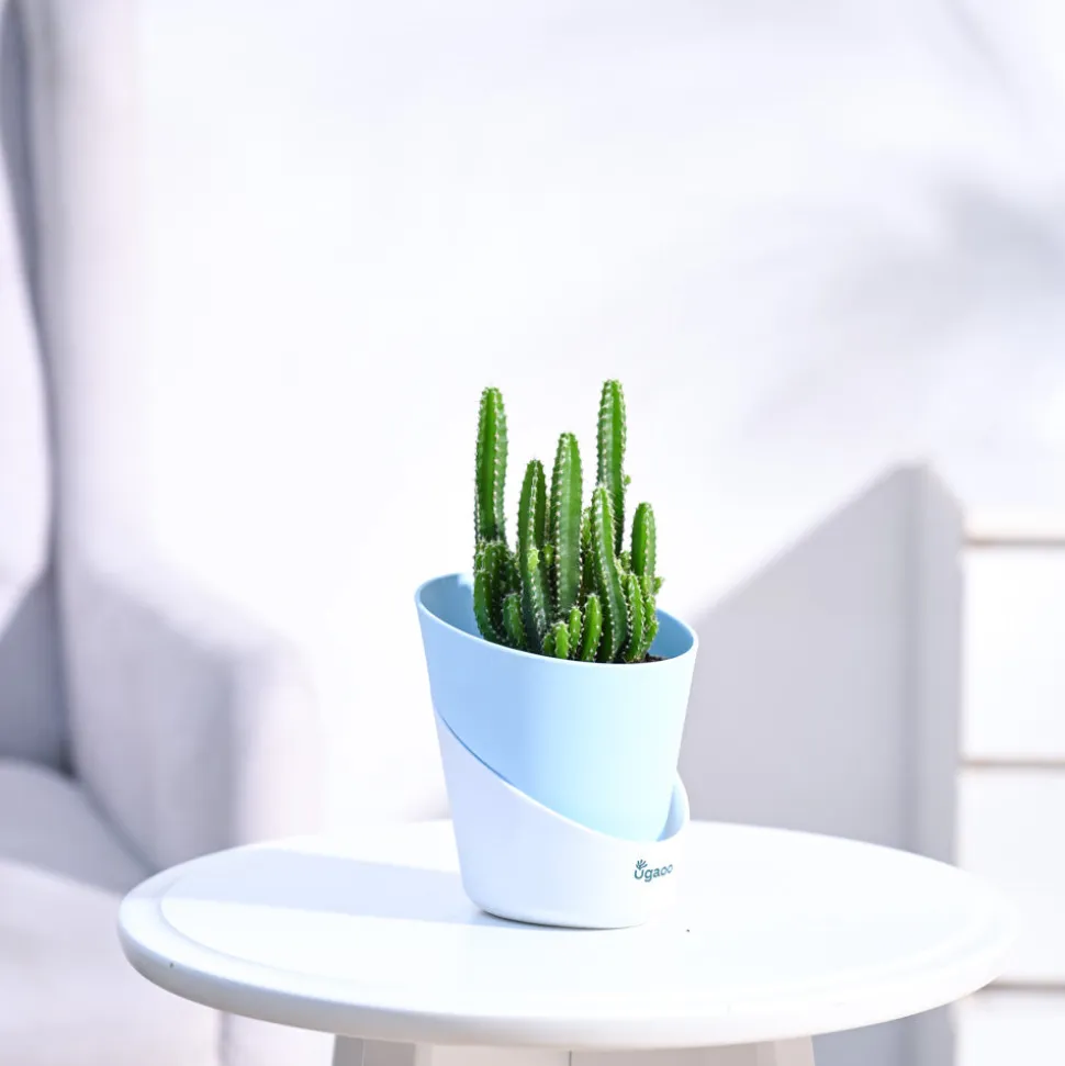 Cactus Plant - Elongated