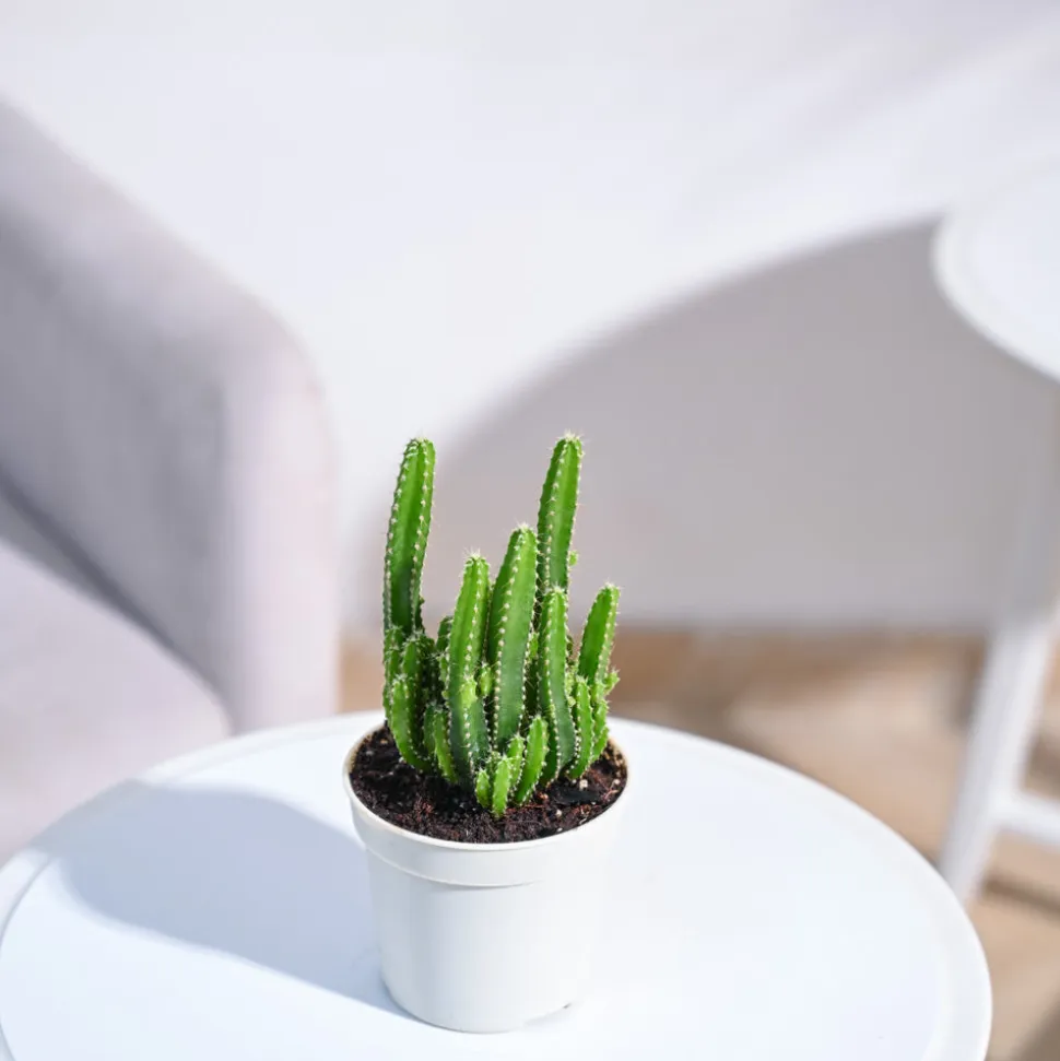 Cactus Plant - Elongated