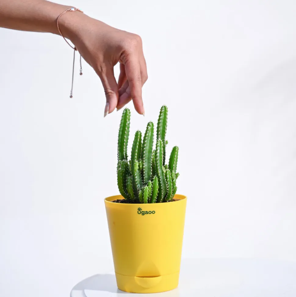 Cactus Plant - Elongated