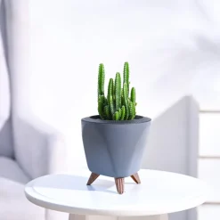 Cactus Plant - Elongated