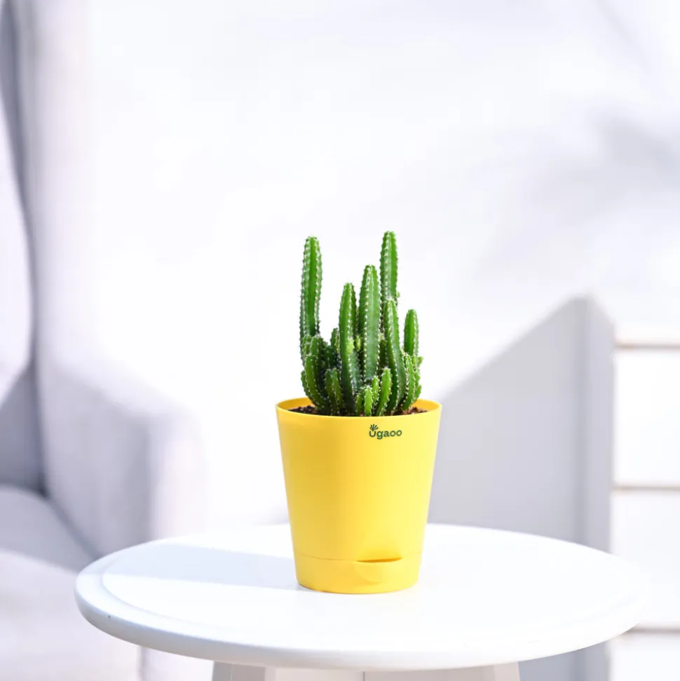 Cactus Plant - Elongated