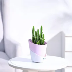 Cactus Plant - Elongated