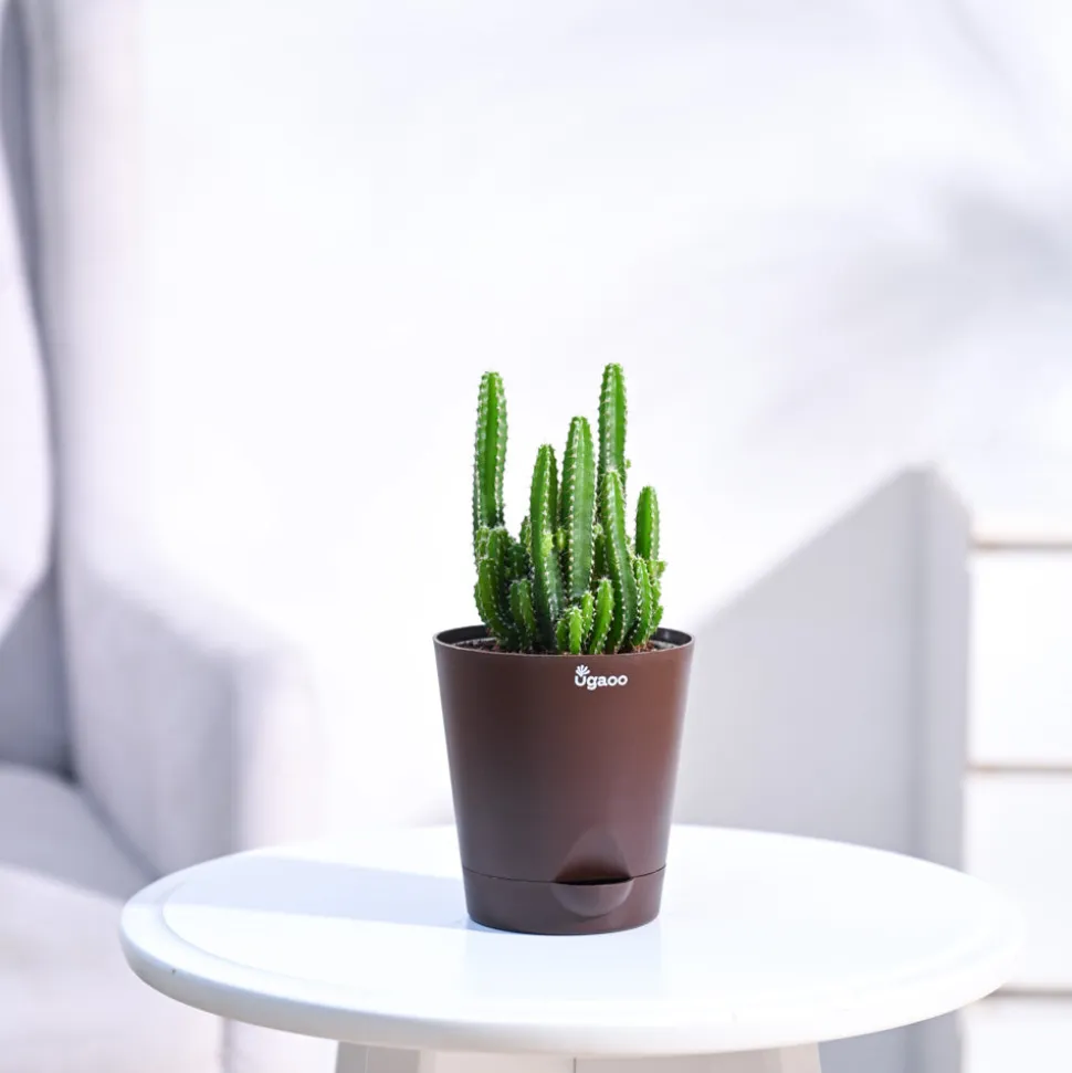 Cactus Plant - Elongated
