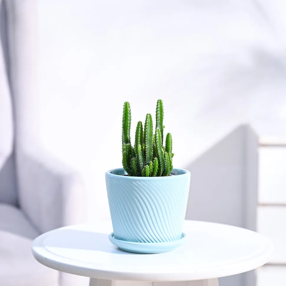 Cactus Plant - Elongated