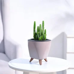 Cactus Plant - Elongated
