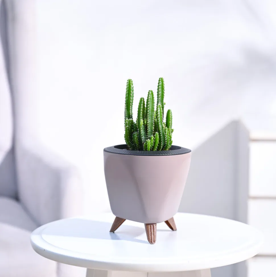 Cactus Plant - Elongated