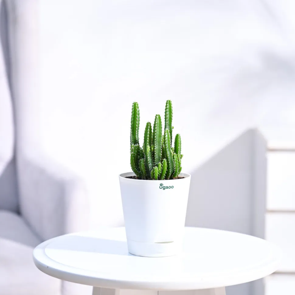 Cactus Plant - Elongated