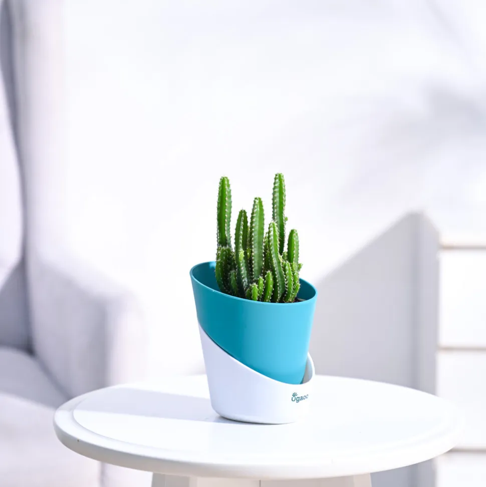 Cactus Plant - Elongated