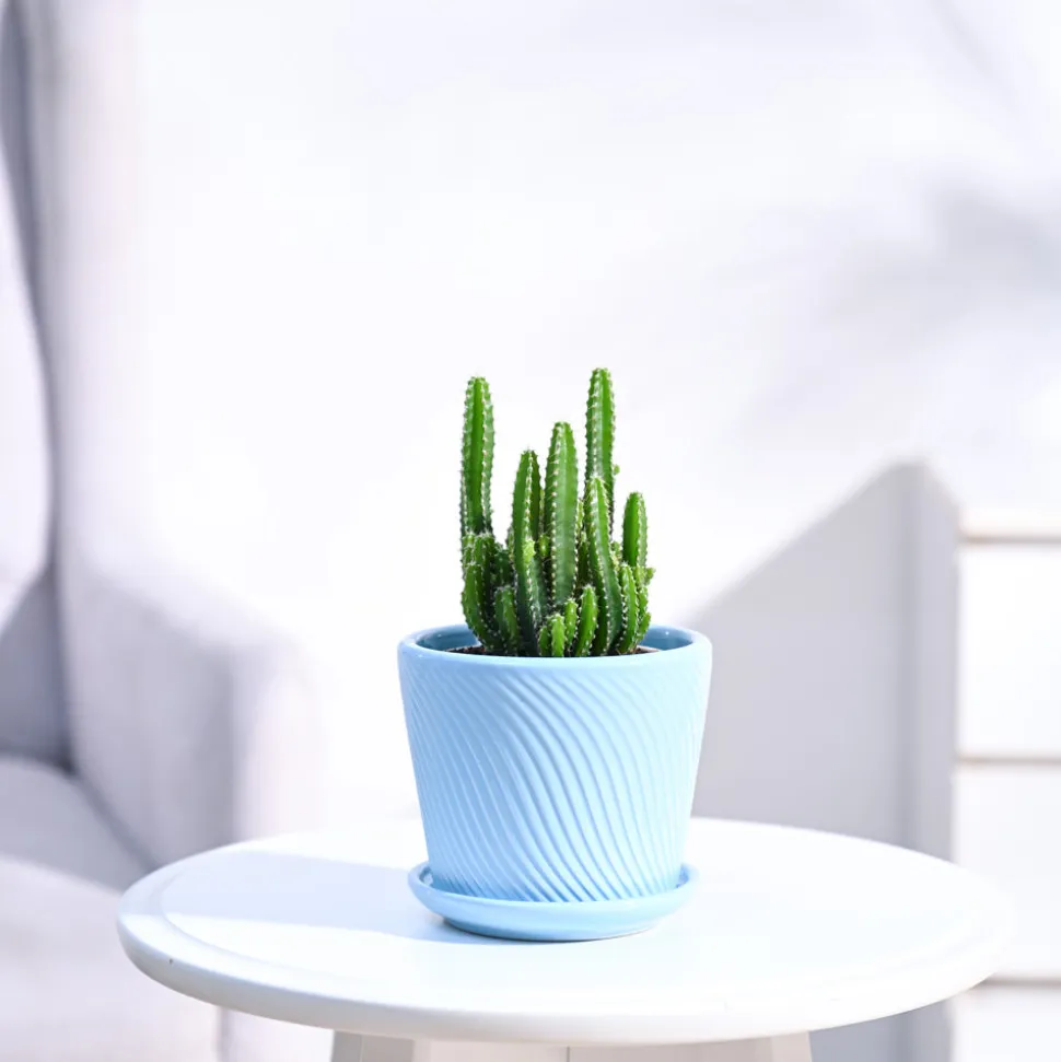 Cactus Plant - Elongated