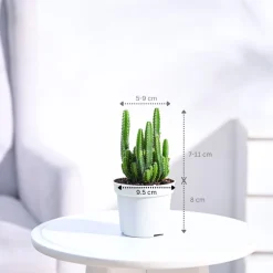 Cactus Plant - Elongated