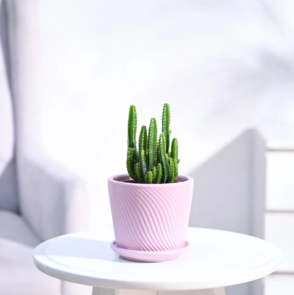 Cactus Plant - Elongated