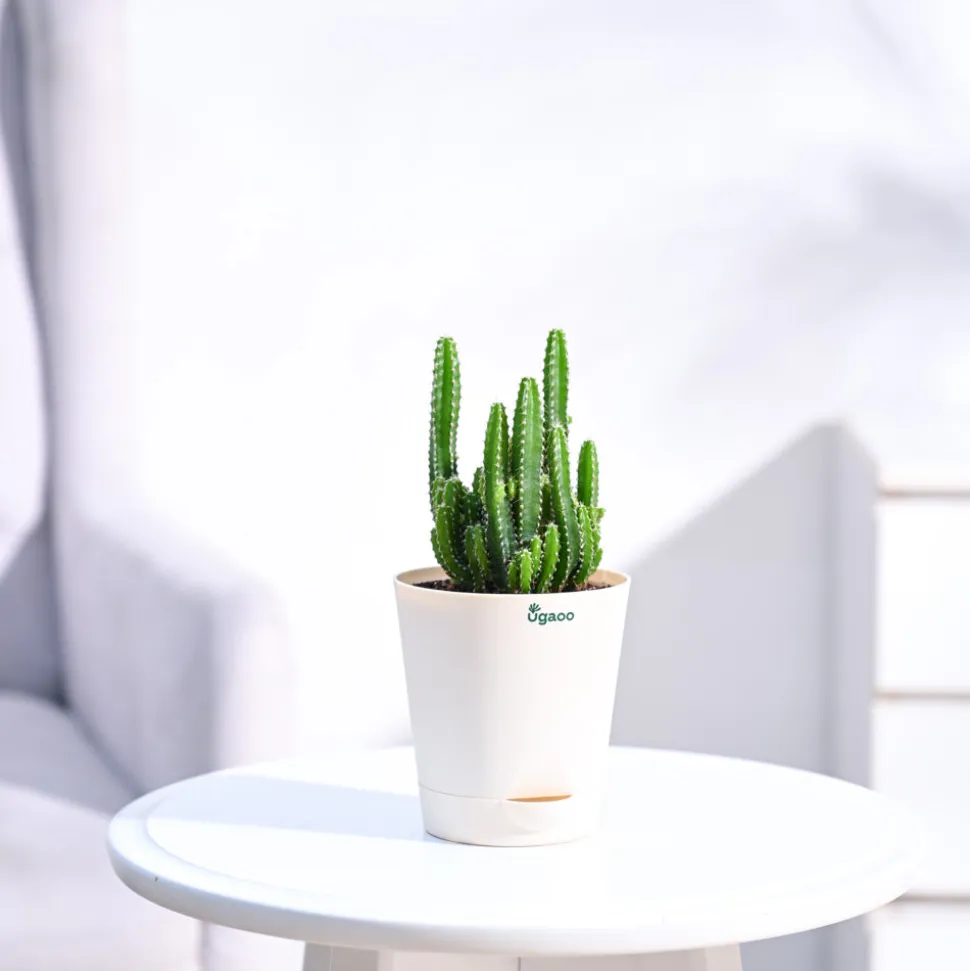 Cactus Plant - Elongated