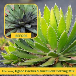 Cactus & Succulent Potting Mix - 5 kg