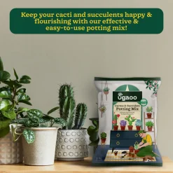 Cactus & Succulent Potting Mix - 5 kg