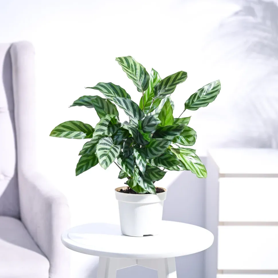 Calathea Freddie - Medium