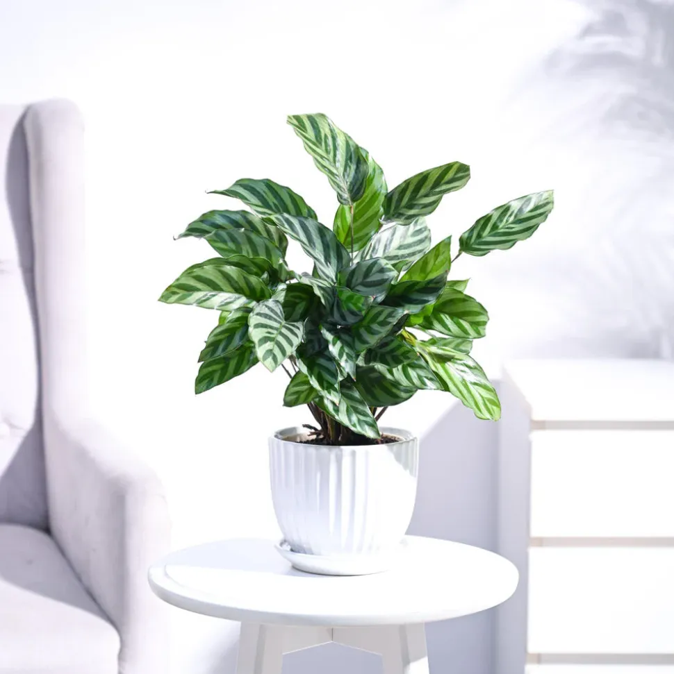 Calathea Freddie - Medium