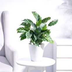 Calathea Freddie - Medium