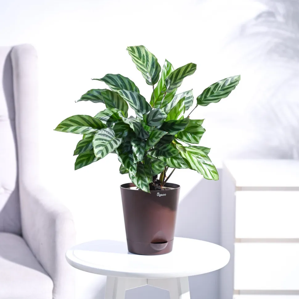 Calathea Freddie - Medium