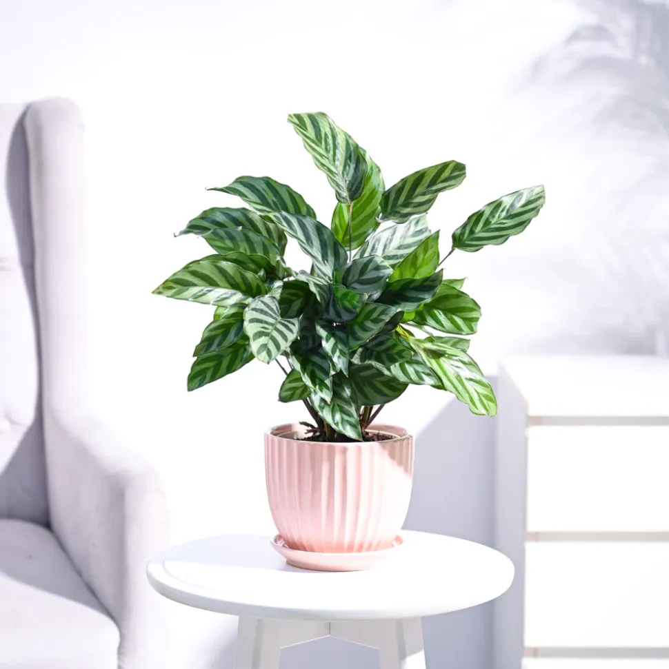 Calathea Freddie - Medium