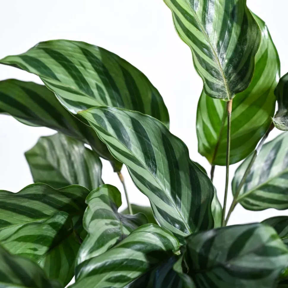 Calathea Freddie - Medium