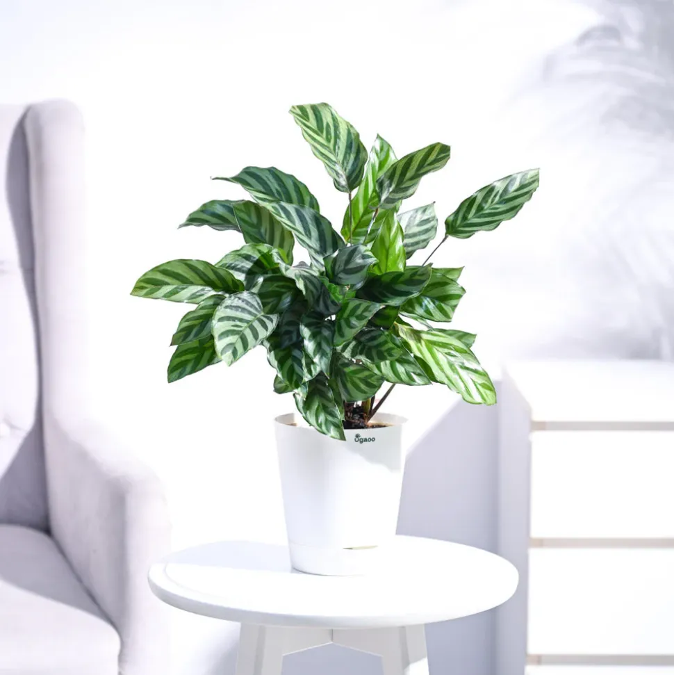 Calathea Freddie - Medium