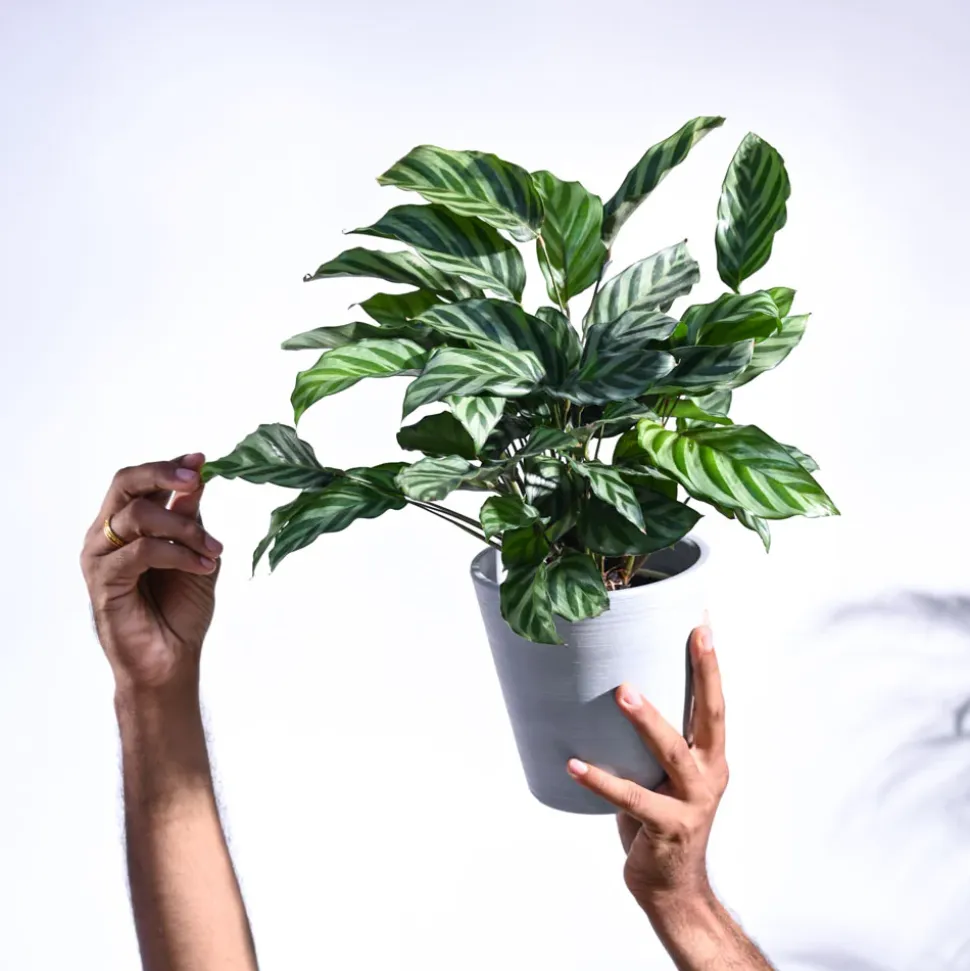 Calathea Freddie - Medium