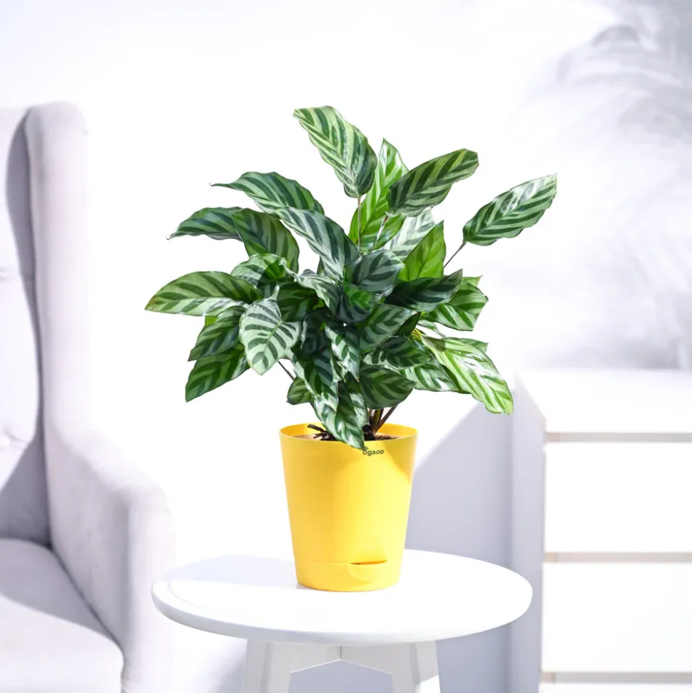 Calathea Freddie - Medium