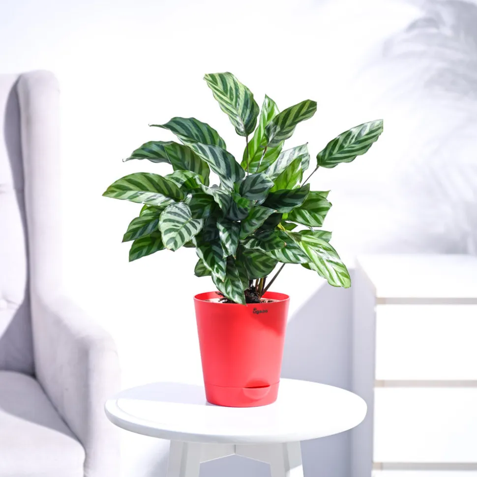 Calathea Freddie - Medium
