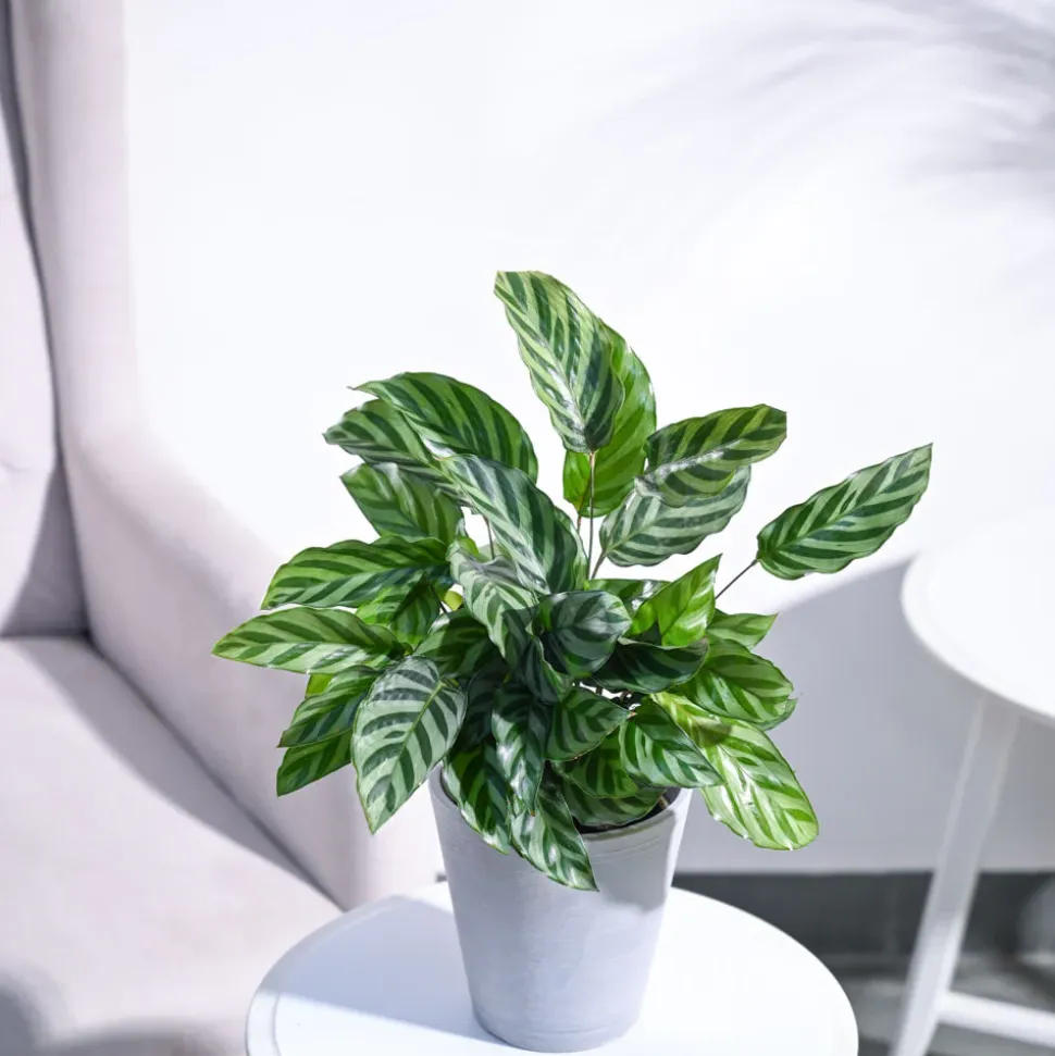 Calathea Freddie - Medium