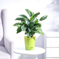 Calathea Freddie - Medium