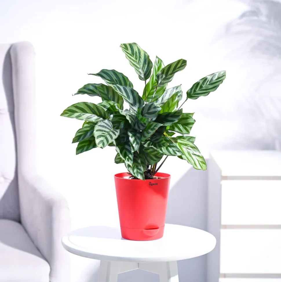 Calathea Freddie - Medium