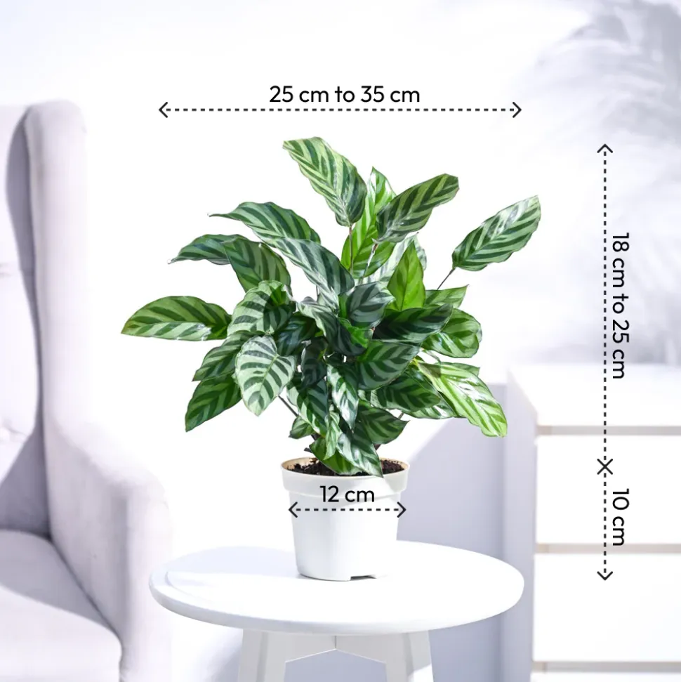 Calathea Freddie - Medium