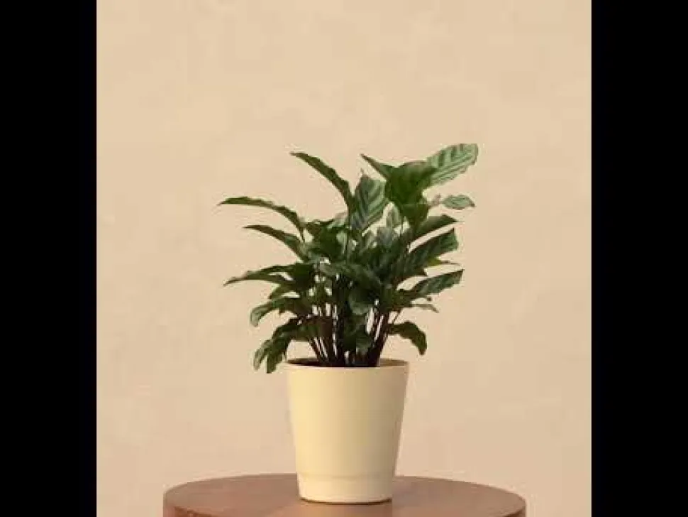 Calathea Freddie - Medium