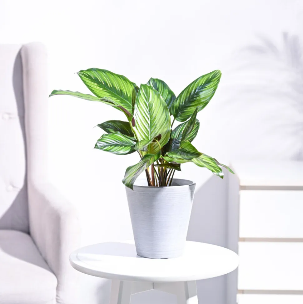 Calathea Pinstripe Plant