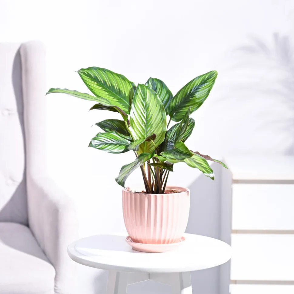 Calathea Pinstripe Plant