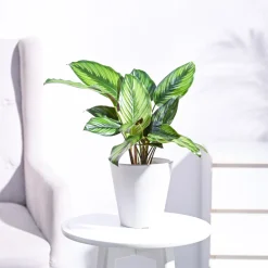 Calathea Pinstripe Plant