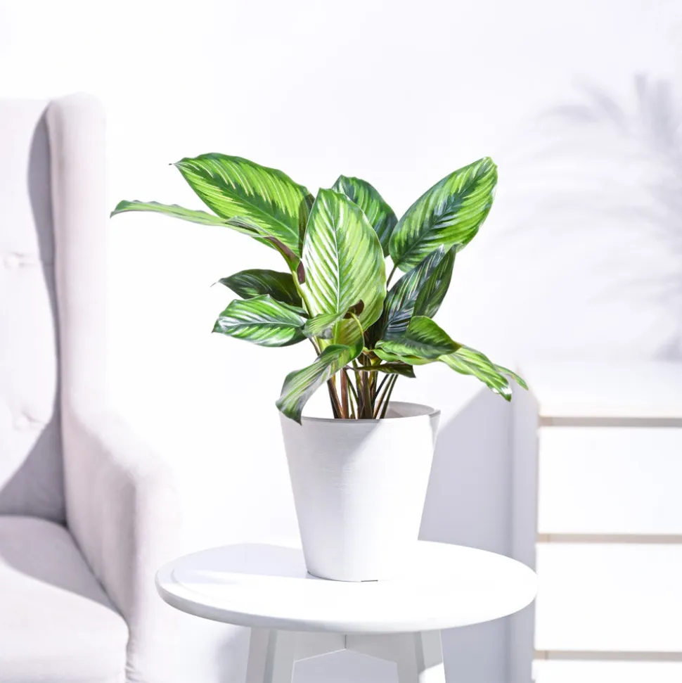 Calathea Pinstripe Plant