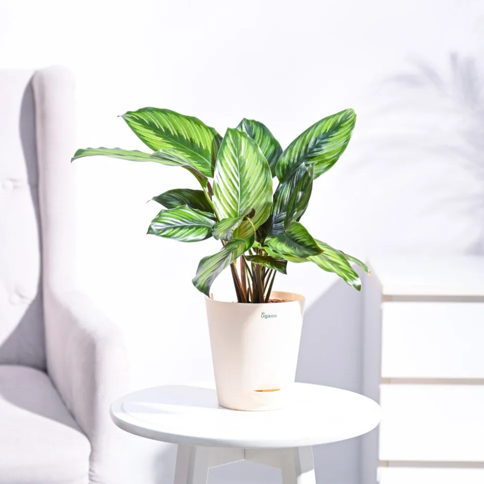 Calathea Pinstripe Plant