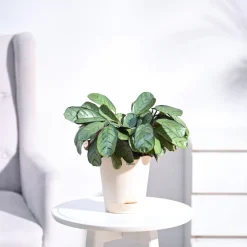 Calathea Prayer Plant - Medium