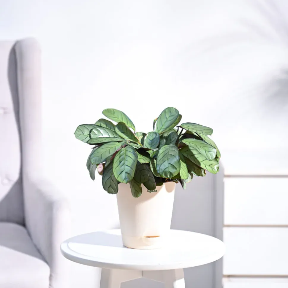 Calathea Prayer Plant - Medium